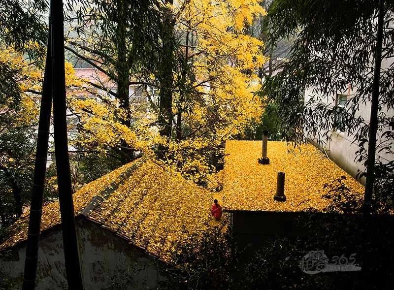 黃葉紛飛、夕陽晚照.jpg